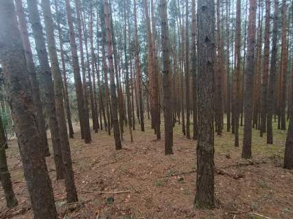 Piękny las, Gorzakiem gm. Gnojno 