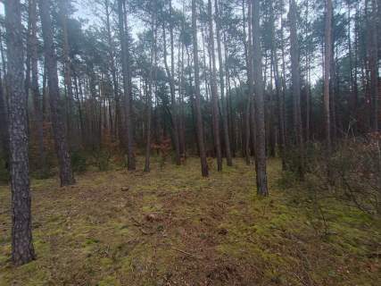 Piękny las, Gorzakiem gm. Gnojno 
