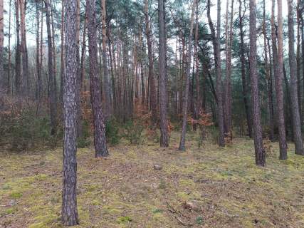 Piękny las, Gorzakiem gm. Gnojno 