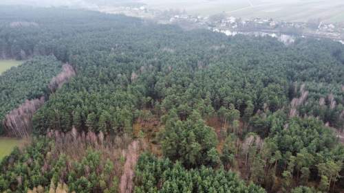 Piękny las, Gorzakiem gm. Gnojno 