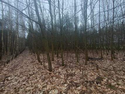 Piękny las, Gorzakiem gm. Gnojno 