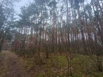 Piękny las, Gorzakiem gm. Gnojno 