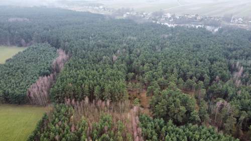 Piękny las, Gorzakiem gm. Gnojno 