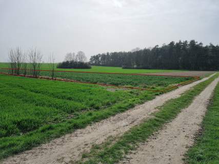 Działka rolna 1,5 ha Wroników gmina Rozprza