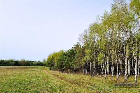Las położony w pobliżu jeziora Dołgie.
