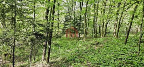 1,10 ha lasu za 36 000 w Ropczycach
