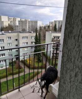 Ursynów Puszczykowa 3 pokoje piwnica balkon KW