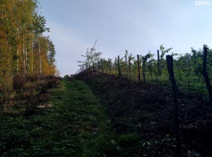 Działka leśna na sprzedaż, 8035 m2, Kazimierz Dolny