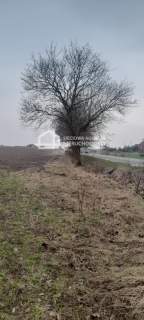 Działka mieszkaniowo-usługowa Skorzewo