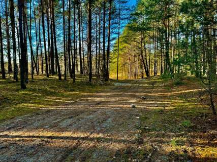 Działka leśna nad Pilicą-Ostrów gm. Aleksandrów