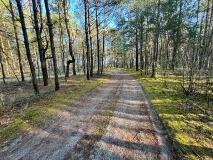 Działka leśna nad Pilicą-Ostrów gm. Aleksandrów