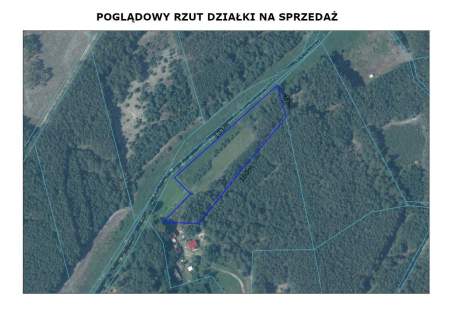 Rola w Puszczy Noteckiej.