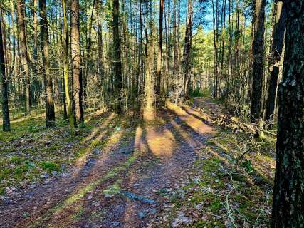 Działka leśna nad Pilicą-Ostrów gm. Aleksandrów