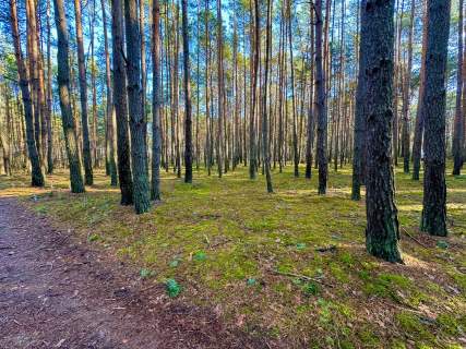 Działka leśna nad Pilicą-Ostrów gm. Aleksandrów