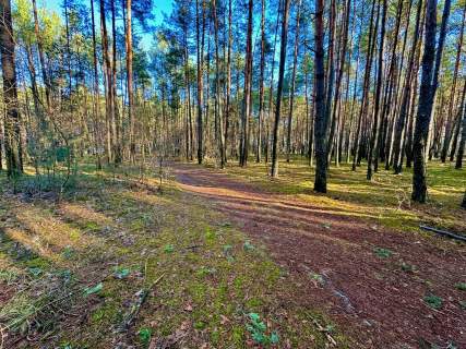 Działka leśna nad Pilicą-Ostrów gm. Aleksandrów