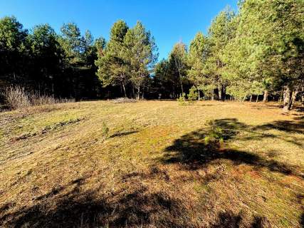 Działka leśna nad Pilicą-Ostrów gm. Aleksandrów