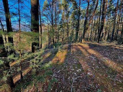 Działka leśna nad Pilicą-Ostrów gm. Aleksandrów