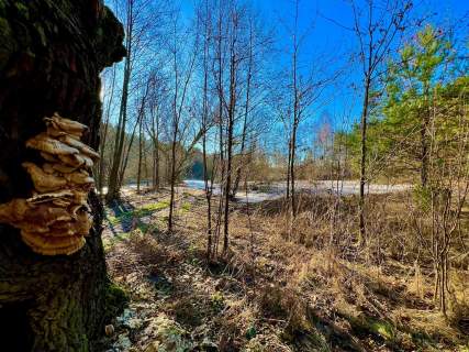Działka leśna nad Pilicą-Ostrów gm. Aleksandrów