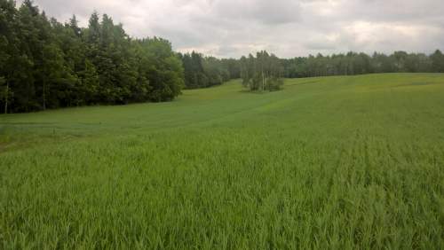 Mazury Stare Juchy działki 3000m2 w okolicach jeziora Garbas