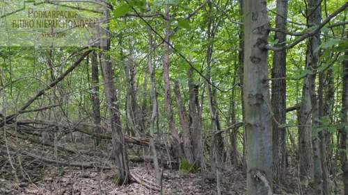 Działka leśna na sprzedaż, 2600 m2, Żyznów