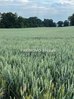 Działka budowlana w Borkowicach, blisko Obornik Ś