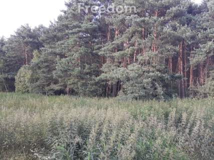 Duża działka z lasem w Turznie