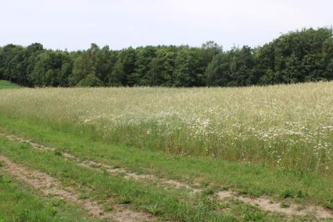 Piękne działki w Borowym Lesie na sprzedaż