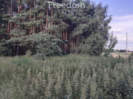 Duża działka z lasem w Turznie
