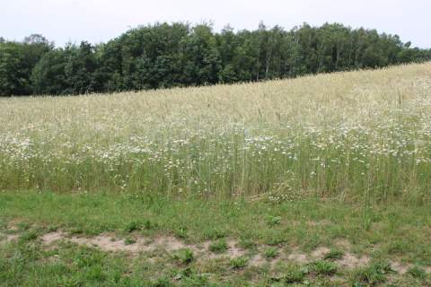Piękne działki w Borowym Lesie na sprzedaż