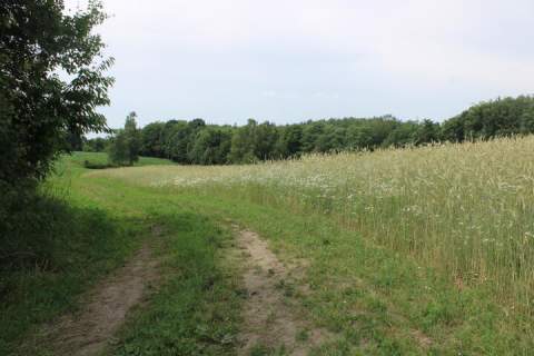 Piękne działki w Borowym Lesie na sprzedaż
