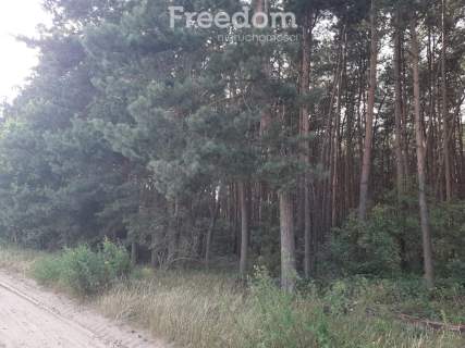 Duża działka z lasem w Turznie