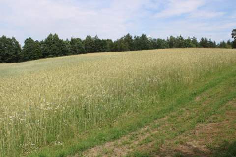 Piękne działki w Borowym Lesie na sprzedaż