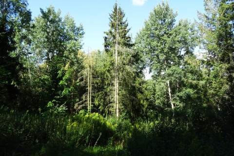 Działka z lasem - 4,83ha - obszar Natura 2000 