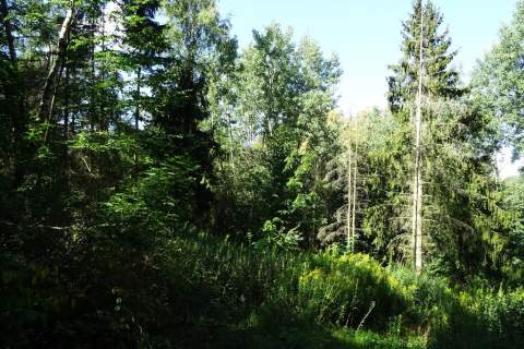 Działka z lasem - 4,83ha - obszar Natura 2000 