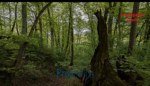 Budowlana. Łąka. Las. Wąwóz. 950m od Rynku 