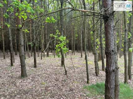 Działka Leśna Na Sprzedaż - Atrakcyjna Cena