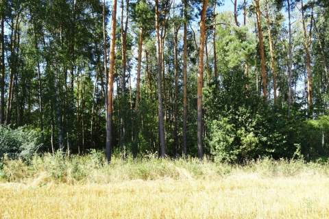 Działka z lasem - 4,83ha - obszar Natura 2000 