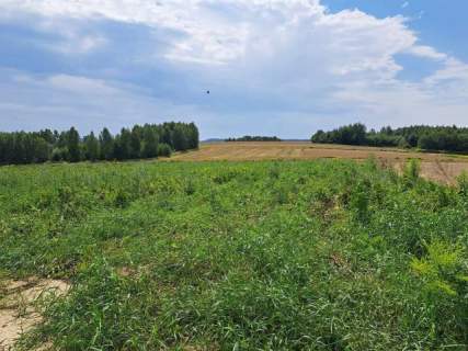 Skała, okolice Ojcowskiego Parku Narodowego.