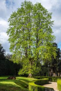 Działka leśna Eliaszuki