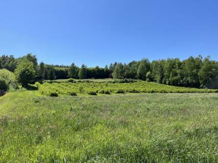 Działka 3580 m2 w Kazimierzu Dolnym 4 km od rynku.