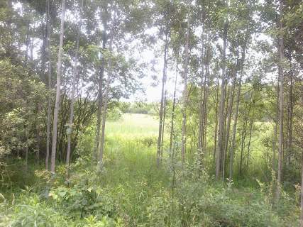 Działka rolna na sprzedaż, 3000 m2, Borzęcin Duży