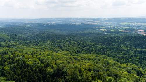 DZIAŁKA LEŚNA- 77 arów