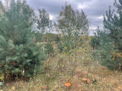 Działki budowlane Barcice Drwalewskie, gm.Chynów pow. Grójec