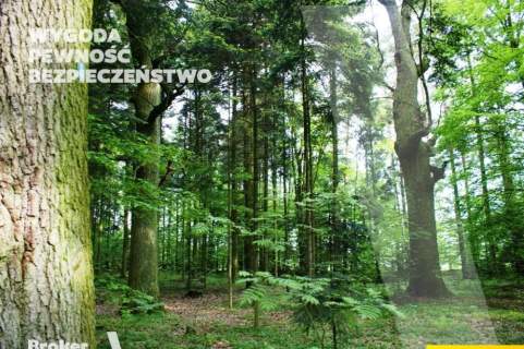 Działka leśna na sprzedaż, 32800 m2, Piróg
