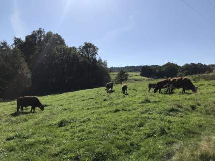 Spokojne miejsce z widokiem, blisko Żywca