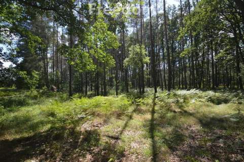 Zalesiona działaka