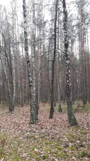 Działka leśna 1,75 ha Huta Drewniana