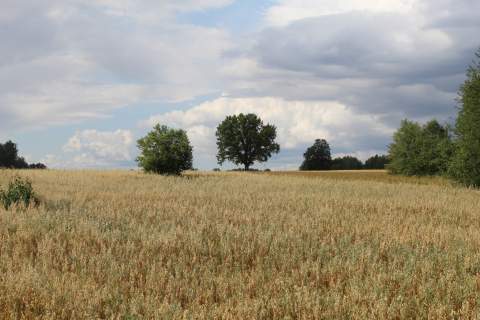 Działka rolna