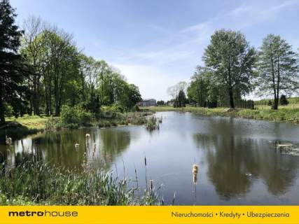 Piękny Park ze starymi drzewami i stawem