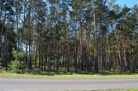 Działka na sprzedaż, 59200 m2, Gaj